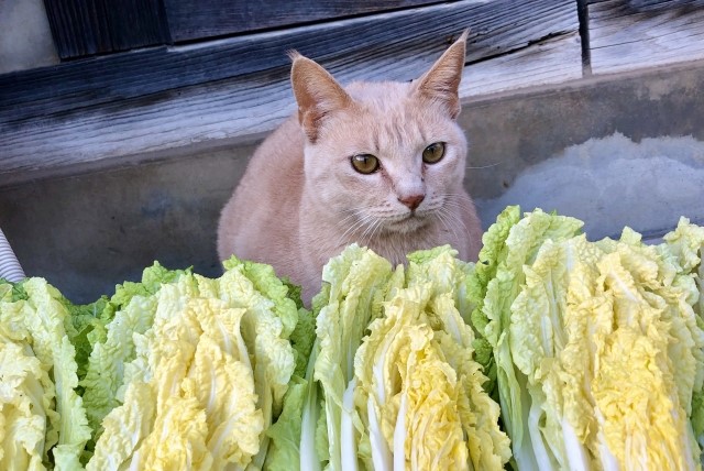 猫と白菜