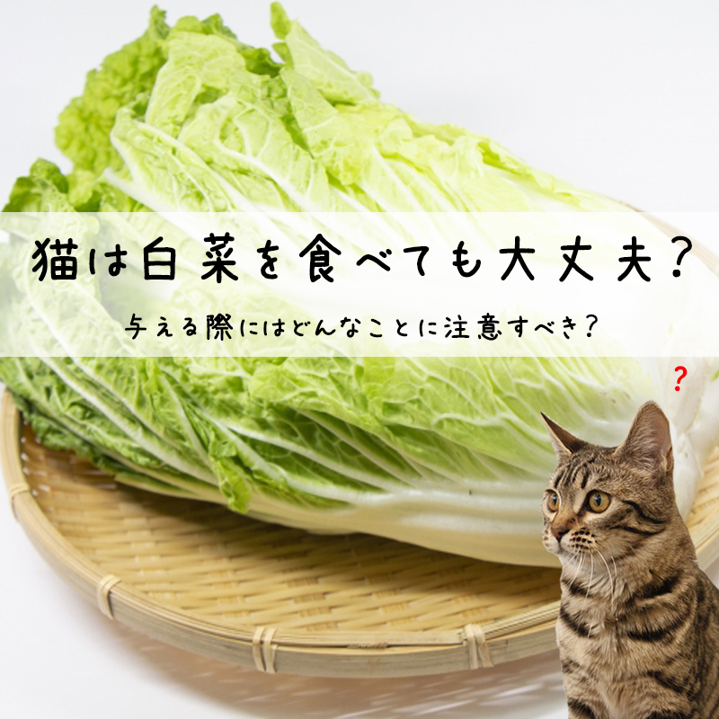 猫は白菜を食べても大丈夫？与える際にはどんなことに注意すべき？