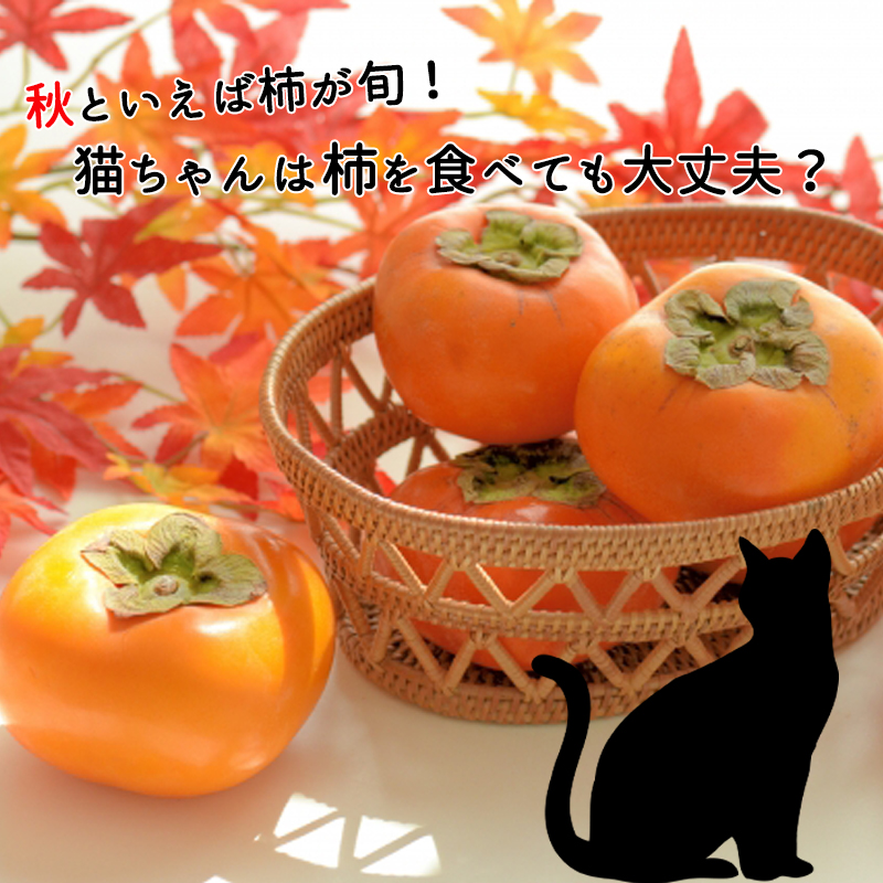 秋といえば柿が旬！猫ちゃんは柿を食べても大丈夫？