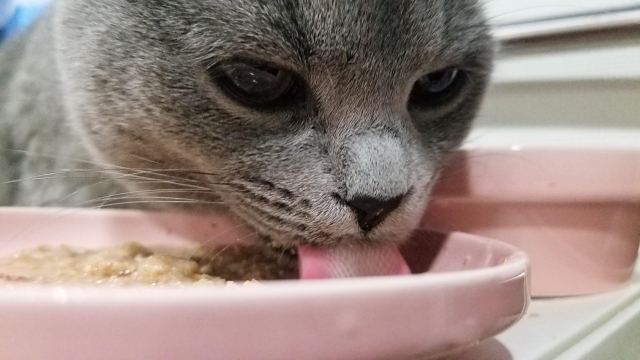 食事をするグレーの猫