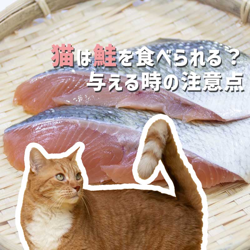 猫は鮭を食べられる？与える時の注意点や与え方まとめ