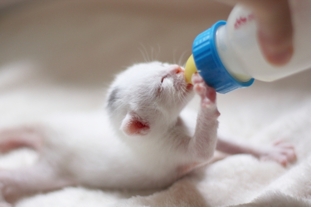 子猫のミルク