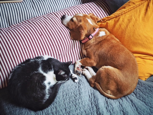 一緒に寝ている犬と猫