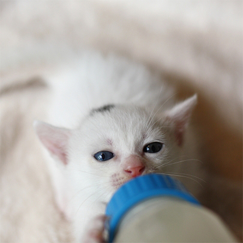 子猫にミルクを与える前に確認したい正しい授乳期間や方法をご紹介！
