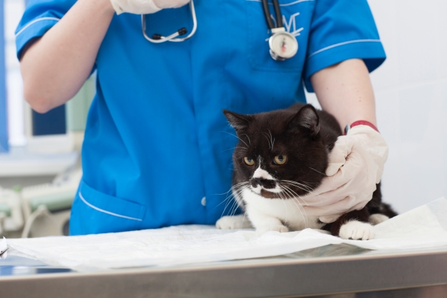 動物病院で診察を受ける黒白猫