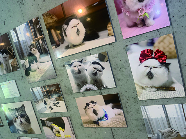 ねこ休み展