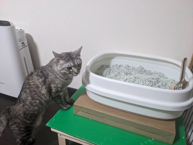 トイレに入ろうとしているグレーの猫