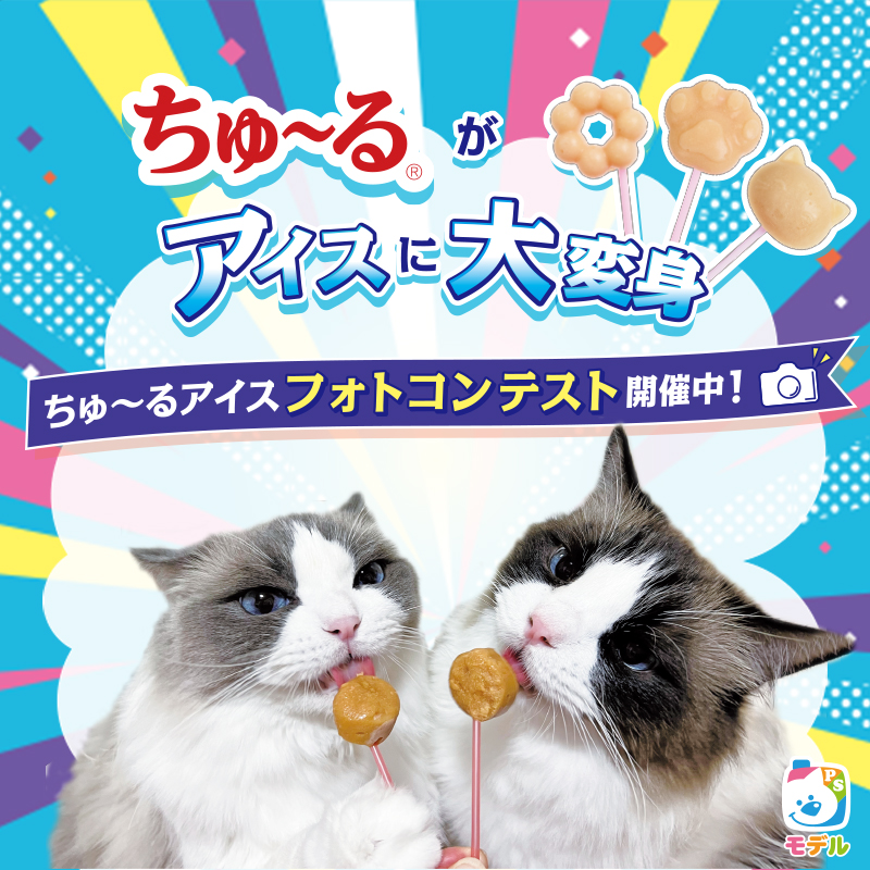【ちゅ～るアイスフォトコン】愛猫の好きなちゅ～るを凍らせるだけ、お手軽アイスを作ろう！