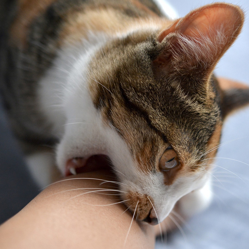 猫が甘えてたのに急に噛むのには理由がある！猫の愛撫誘発性攻撃行動を詳しく解説！