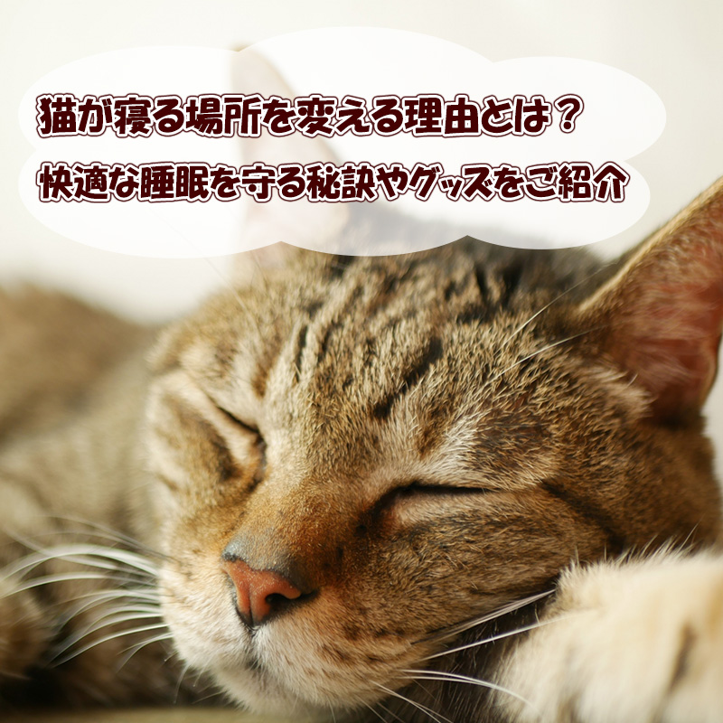 猫が寝る場所を変える理由とは？快適な睡眠を守る秘訣やグッズをご紹介