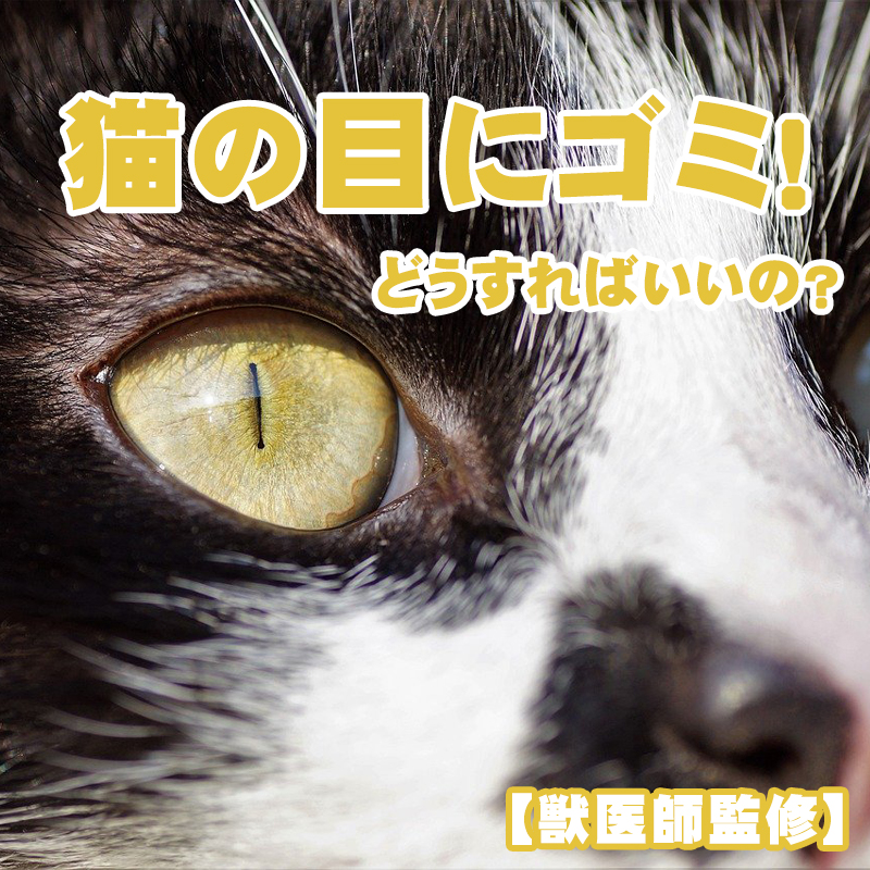 【獣医師監修】猫の目にゴミが入っていて心配！取り除いてあげることが正解なの？