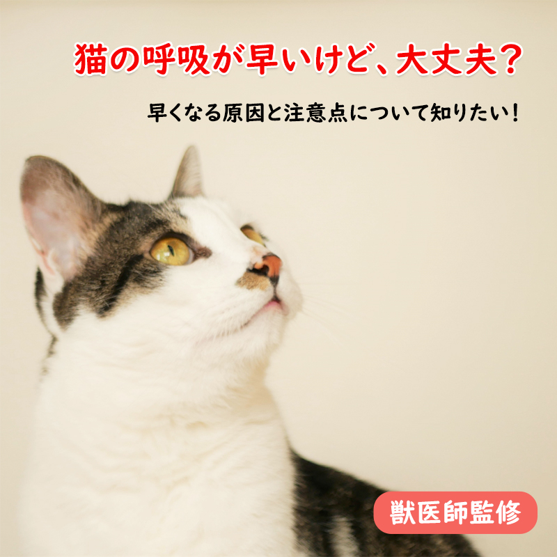【獣医師監修】猫の呼吸が早いけど、大丈夫？早くなる原因と注意点について知りたい！