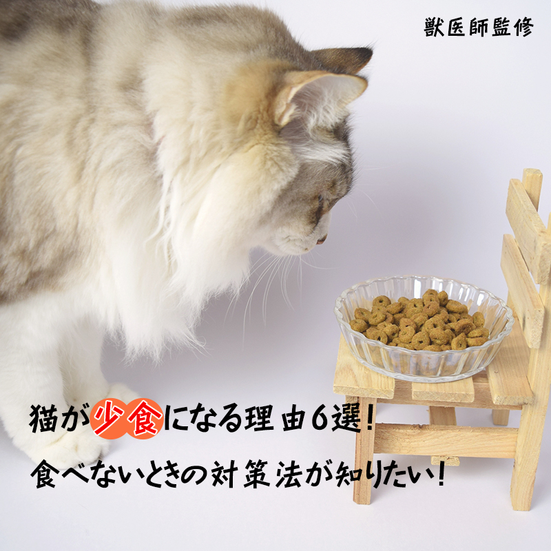 【獣医師監修】猫が少食になる理由6選！食べないときの対策法が知りたい！
