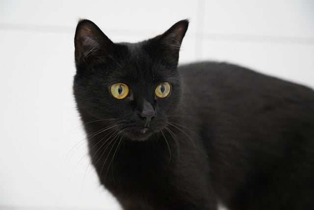 cat-黒猫以外に幸運な猫