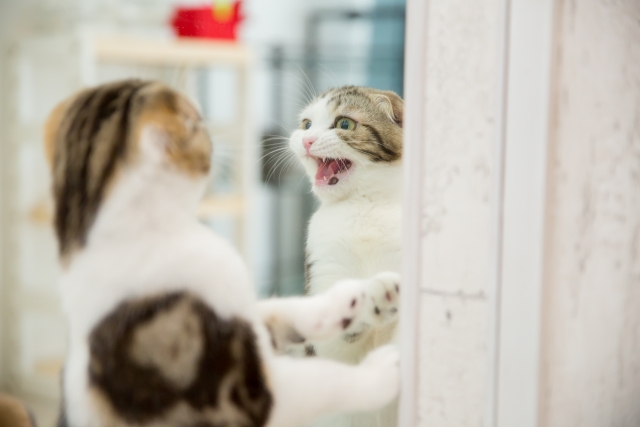 鏡に向かって怒る猫
