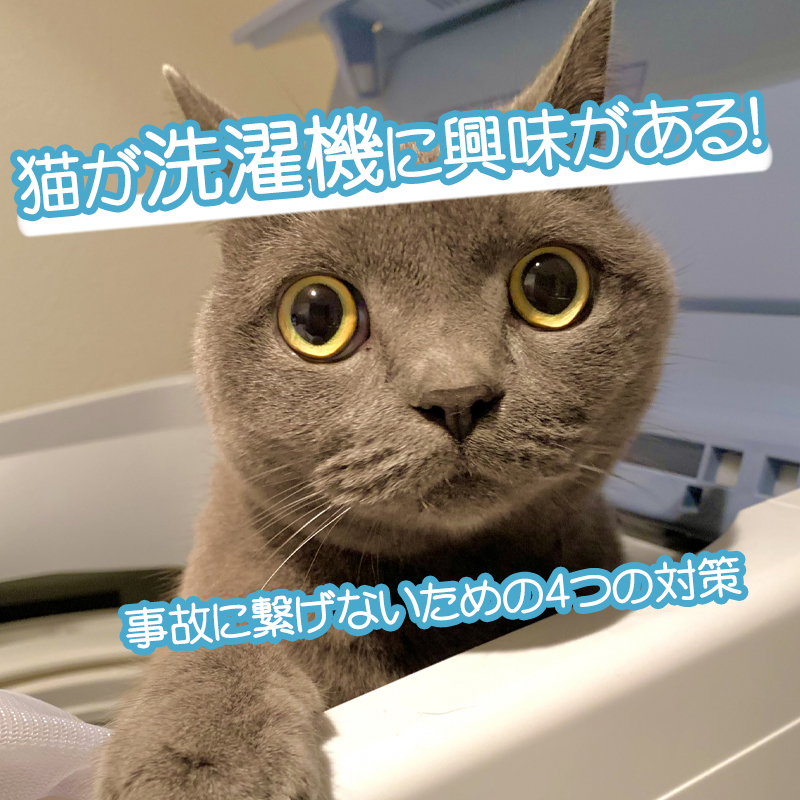 猫が洗濯機に興味がある！事故に繋げないための4つの対策とは？