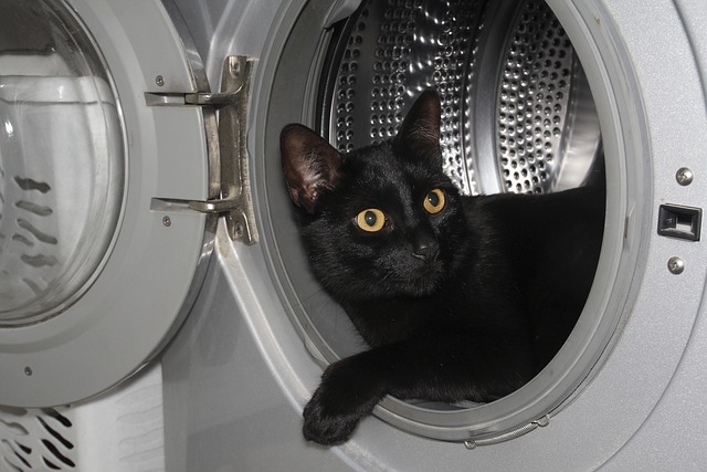 洗濯機に猫