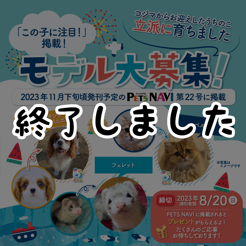 【選ばれたらモデルデビュー】コジマでお迎えされた子大募集！写真を応募してPETSNAVIに載ろう！