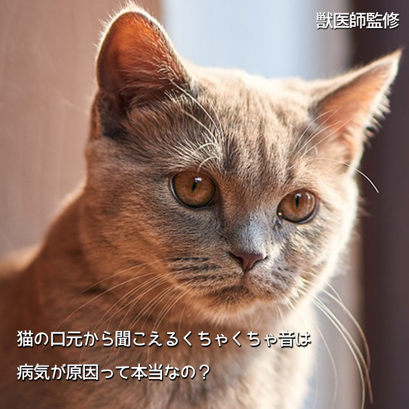 【獣医師監修】猫の口元から聞こえるくちゃくちゃ音は病気が原因って本当なの？