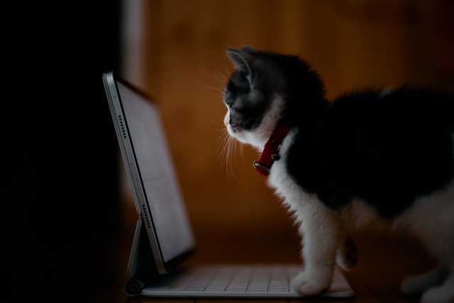 パソコンを見つめる猫