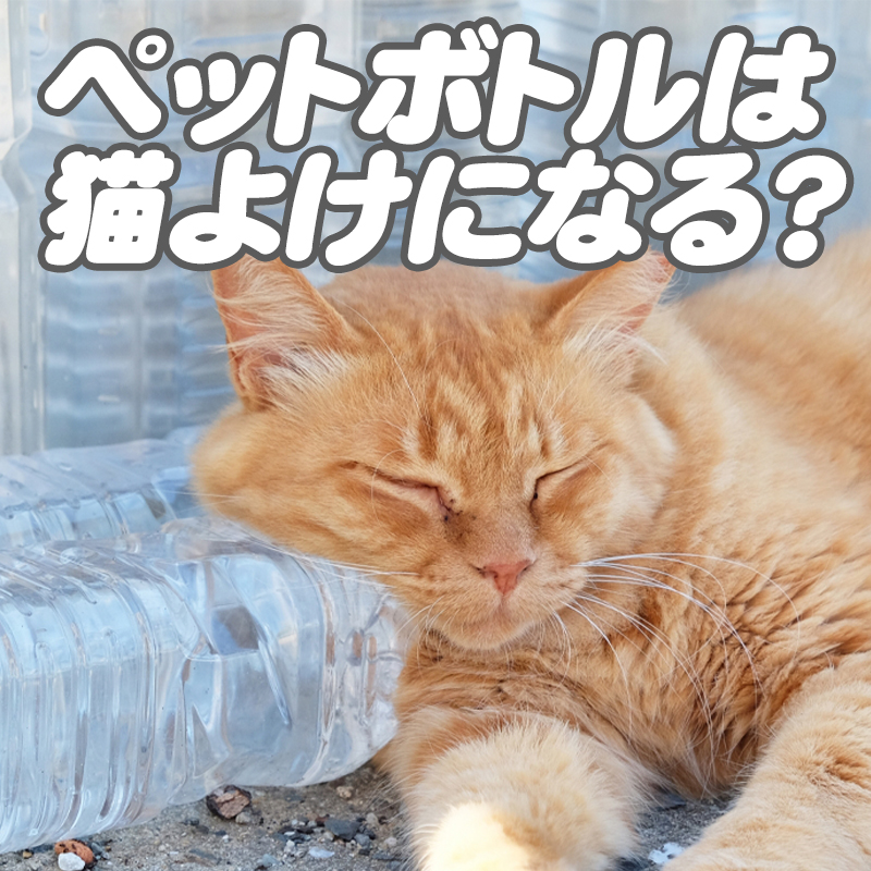 ペットボトルは本当に「猫よけ」になる？野良猫の被害を予防するには