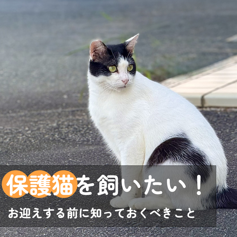 保護猫を飼いたい方必見！迎える前に知っておくべきこと