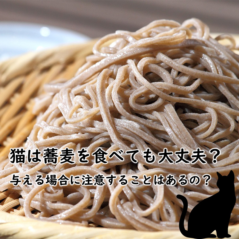 猫は蕎麦を食べても大丈夫？与える場合に注意することはあるの？