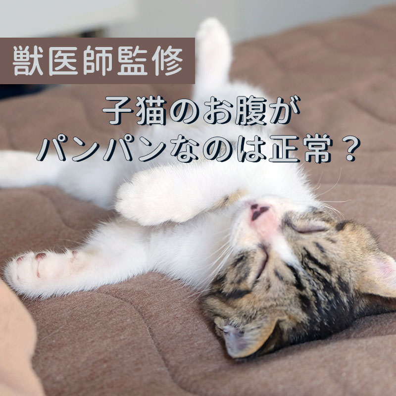 【獣医師監修】子猫のお腹がパンパン、これって正常？もしかして病気？原因と対処法とは