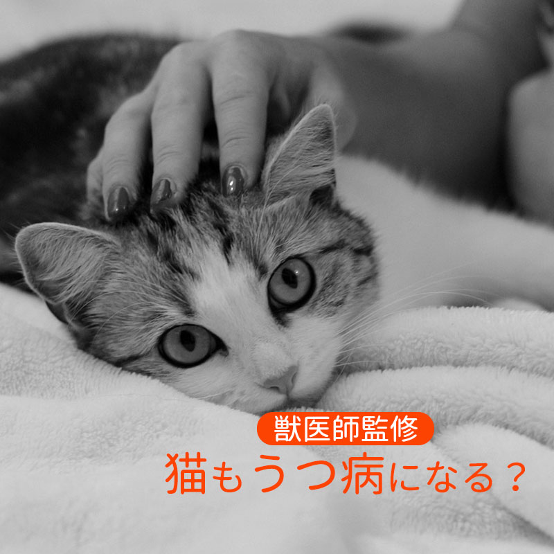【獣医師監修】猫もうつ病になることはある？発症した際に表れやすい症状7つ