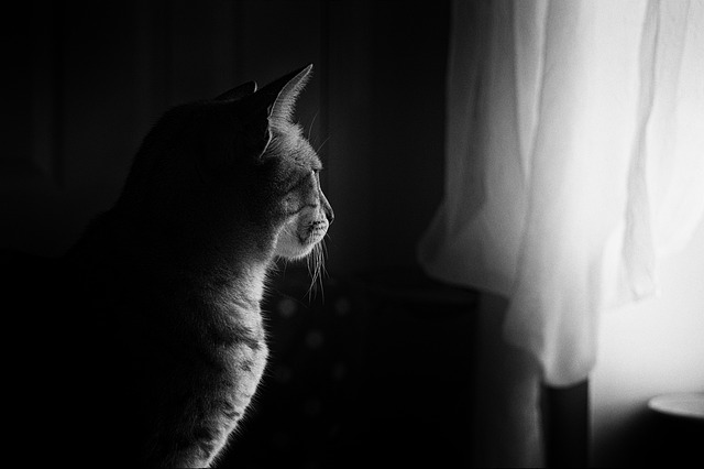 外を見る猫モノクロ