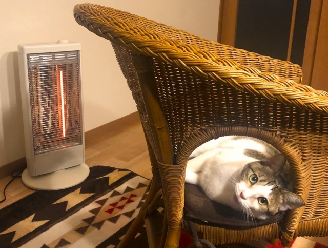電気ストーブで温まる猫