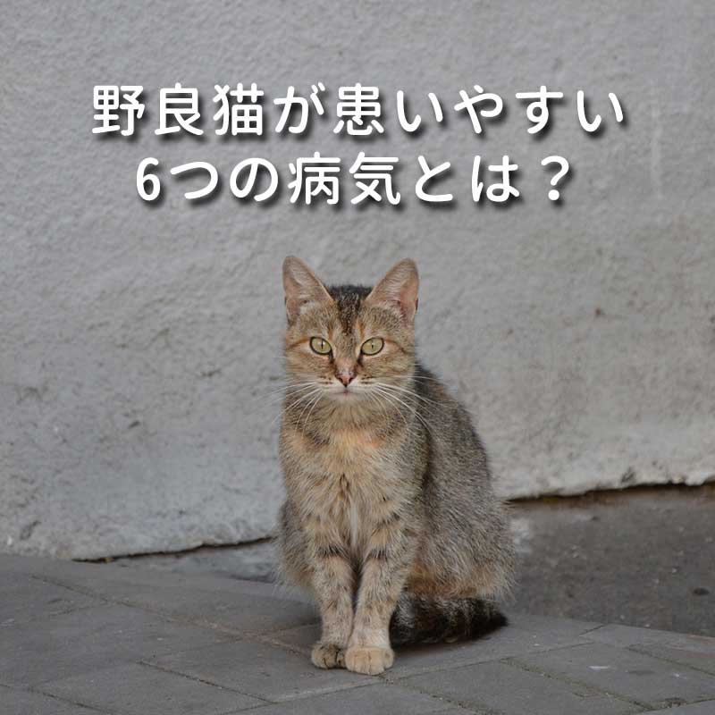 【獣医師監修】過酷な環境で暮らしている野良猫が患いやすい6つの病気とは？
