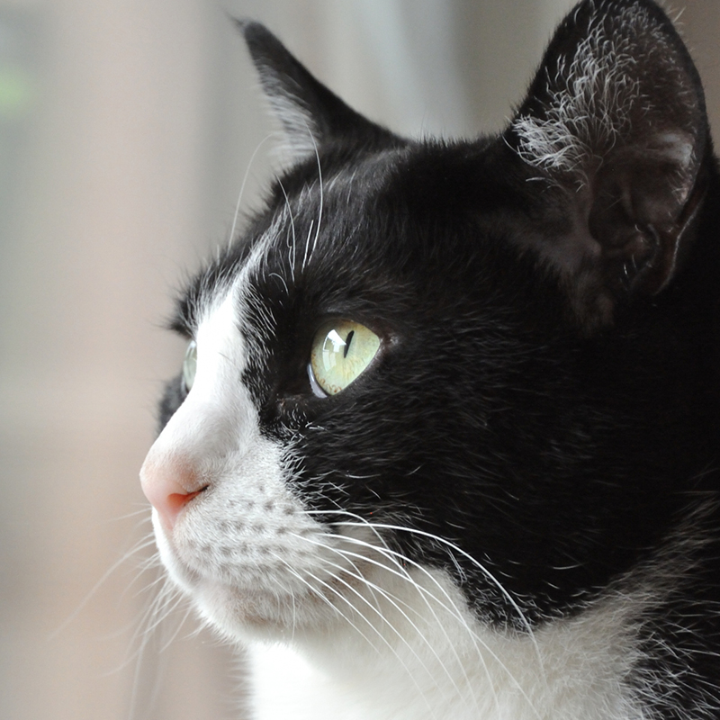 猫の目はなぜ暗闇で光るの？構造や視力についても知りたい！