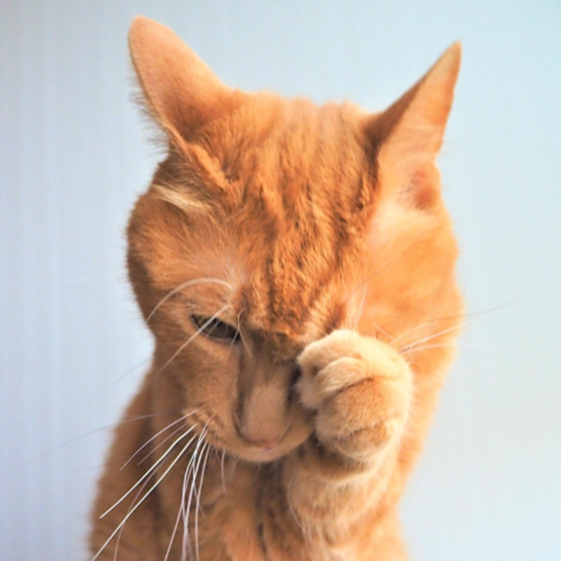 【獣医師監修】猫の目から涙！考えられる原因と対処法をご紹介