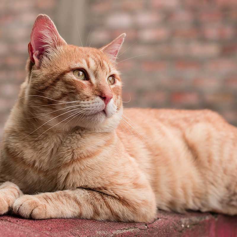【獣医師監修】猫に必要なビタミンにはどんな種類があるの？