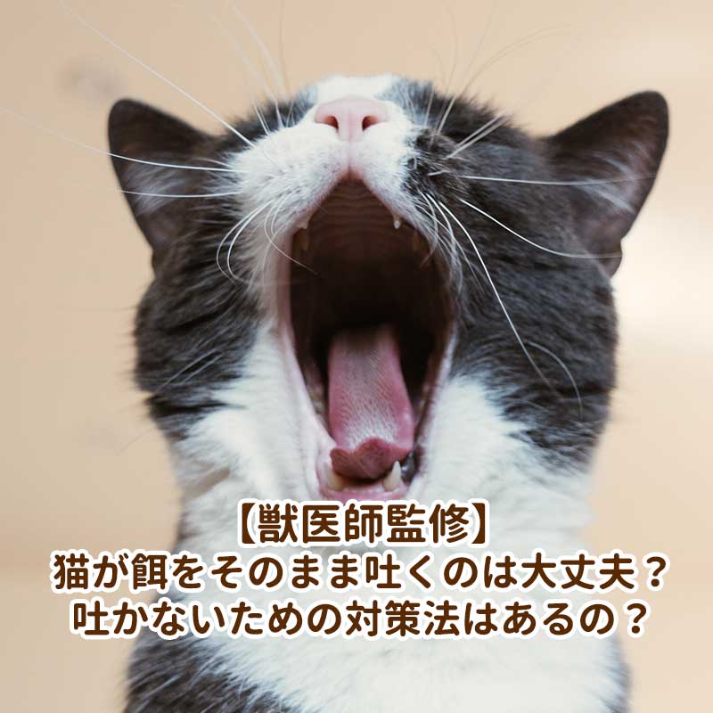 【獣医師監修】猫が餌をそのまま吐くのは大丈夫？吐かないための対策法はあるの？