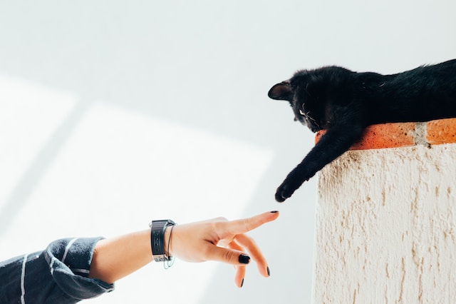 黒猫と握手