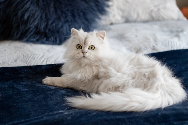 リネンの上の白猫