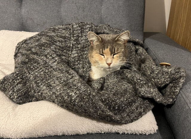 毛布に包まる猫