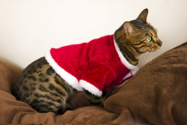 サンタ服を着るベンガル猫