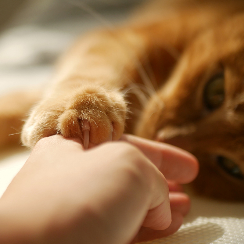 猫が朝によく甘えるのはなぜ？考えられる5つの理由をご紹介！