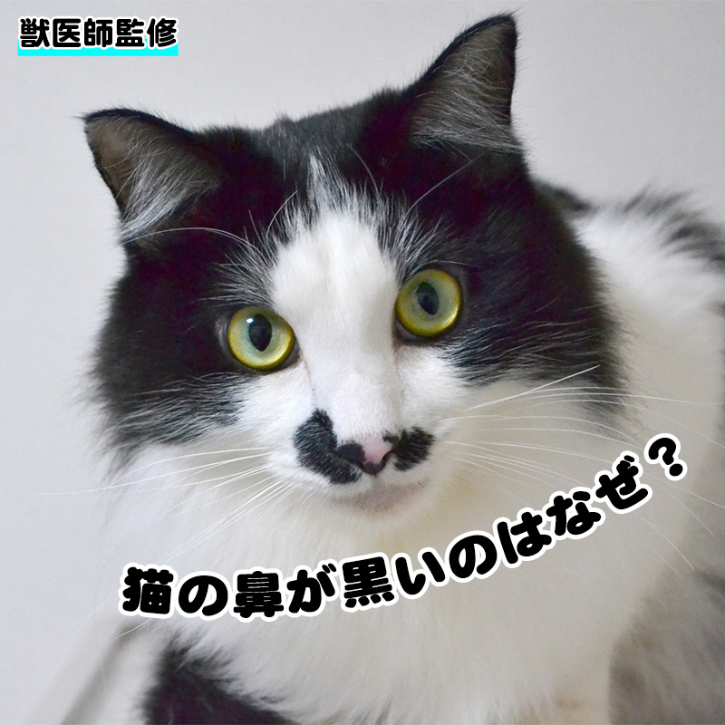 【獣医師監修】猫の鼻が黒いのはなぜ？黒くなる原因や病気なのかを知りたい！