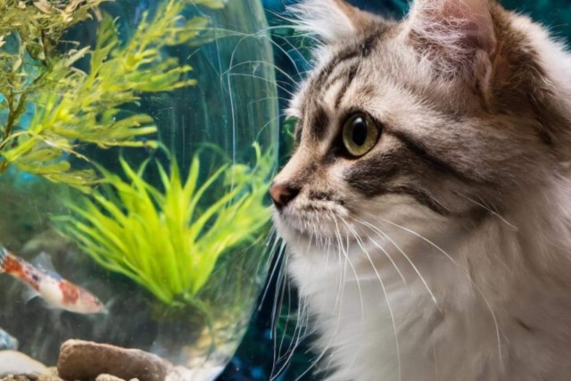 水槽をのぞき込む猫