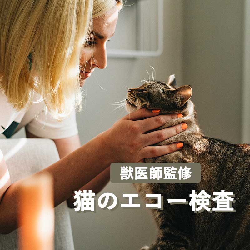 【獣医師監修】猫のエコー検査でわかること。麻酔や鎮静はする？検査する理由と安全性