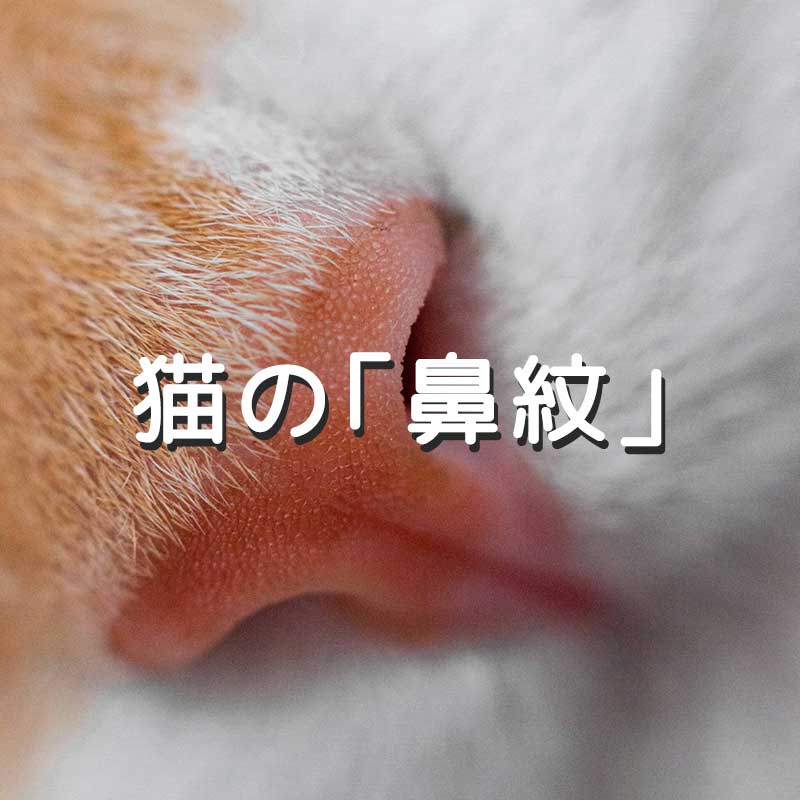 猫の「鼻紋」ってどんなもの？指紋とは違う？