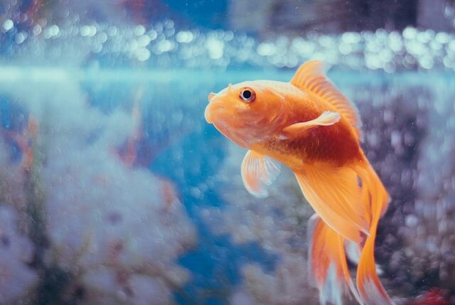 水槽の中にいる魚