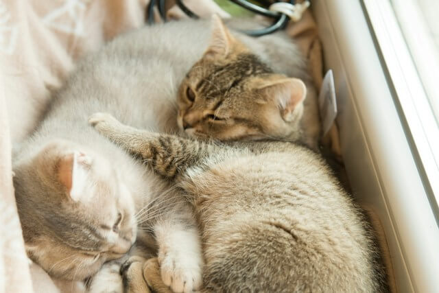 一緒に寝ている猫たち