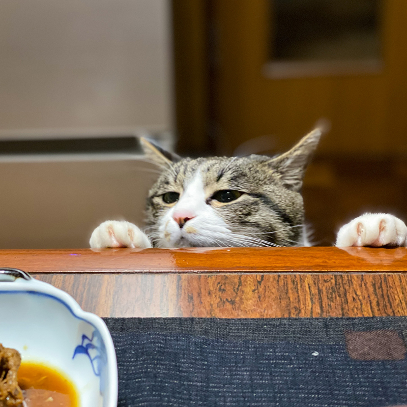 猫の餌の時間や回数はどれくらい？猫の食事の特徴から考えよう！