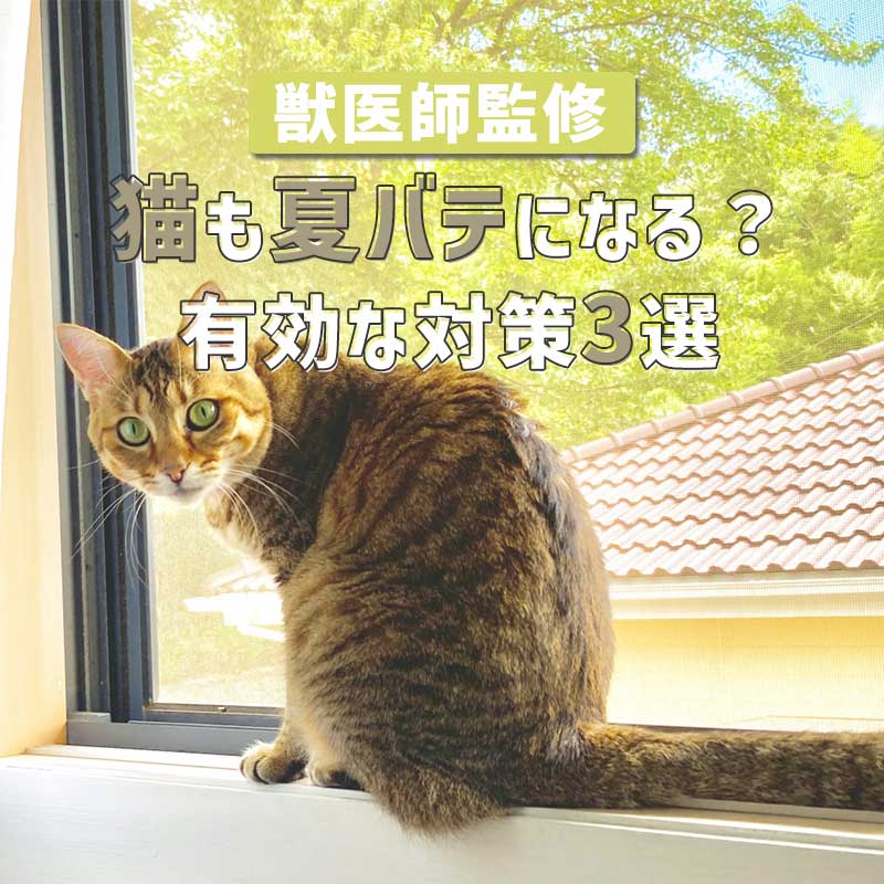 【獣医師監修】猫も夏バテになるの？高温多湿の季節に有効な対策3選をご紹介！
