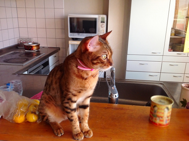 キッチンカウンターに乗ったベンガル猫